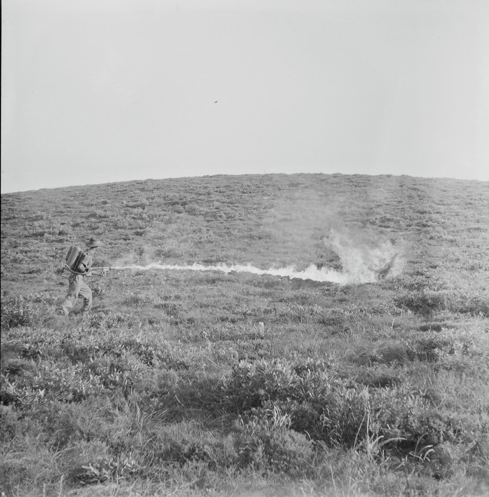 Flame thrower, Citizen Military Force training, Sunshine Beach region, 1951