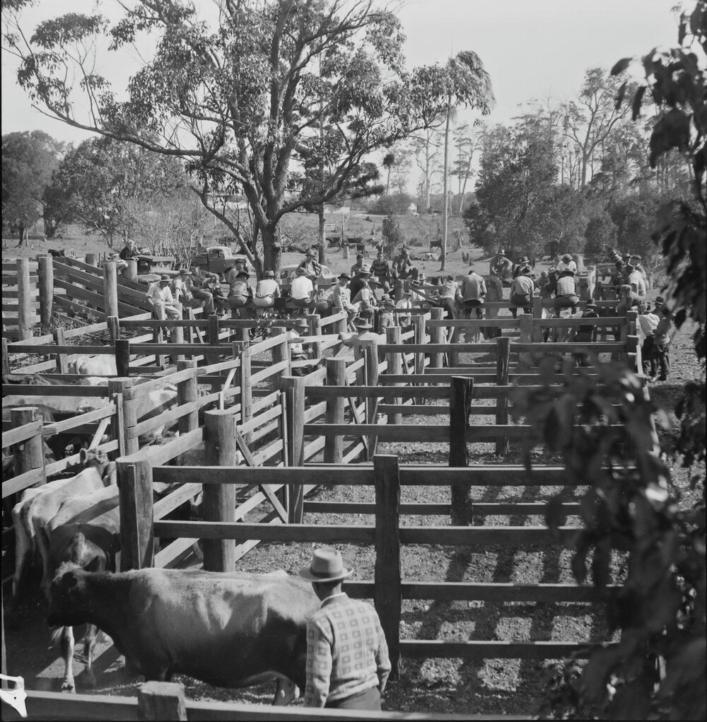 Cattle Auction, Cooroy, 1951