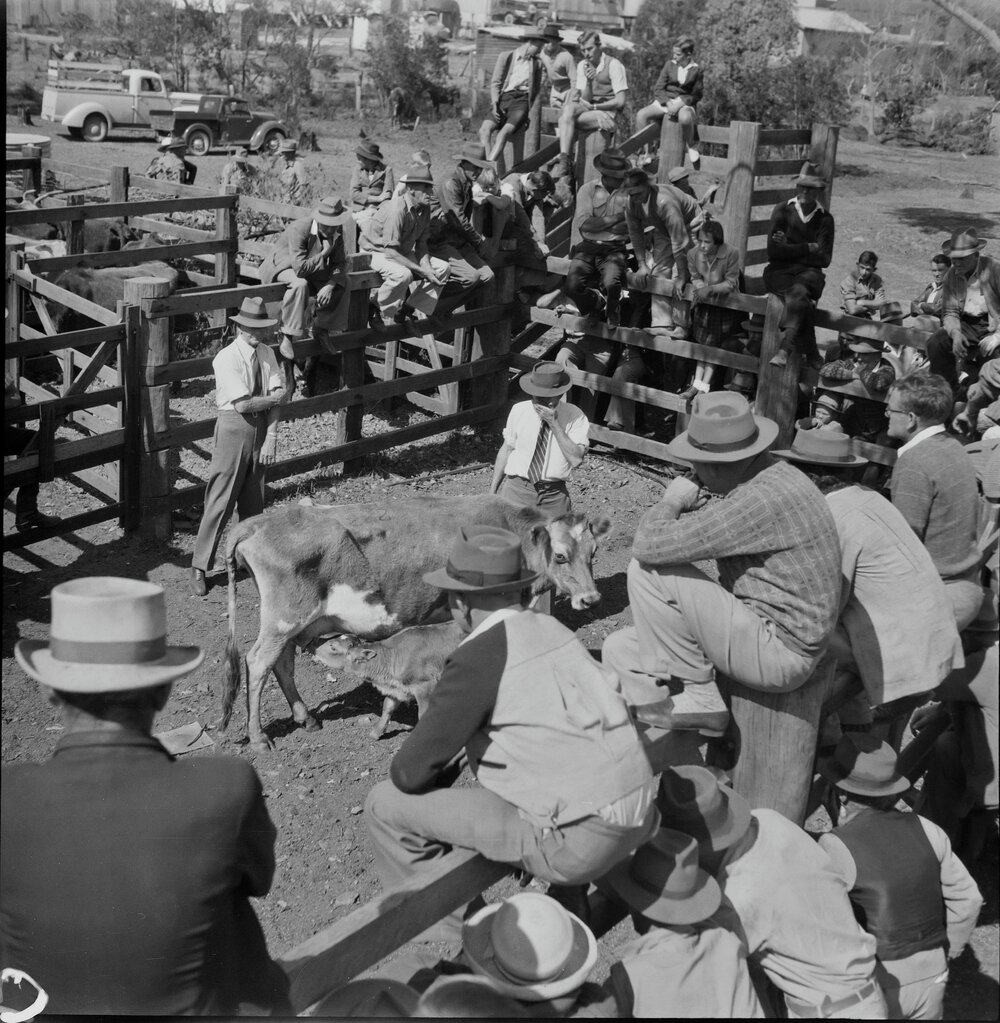 Cattle Auction, Cooroy, 1951