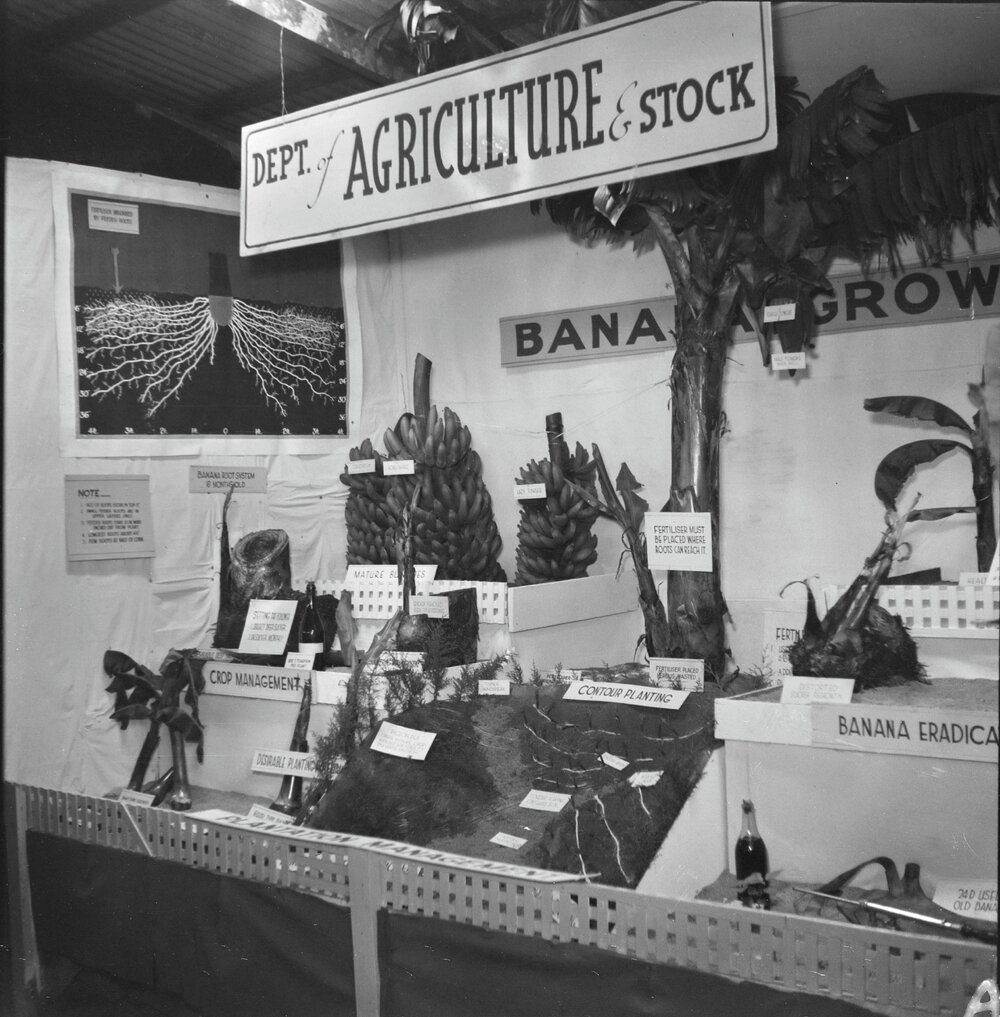 Display, Department of Agriculture &amp; Stock, Cooroy Show, Cooroy Show Society Grounds, Cooroy, 1952