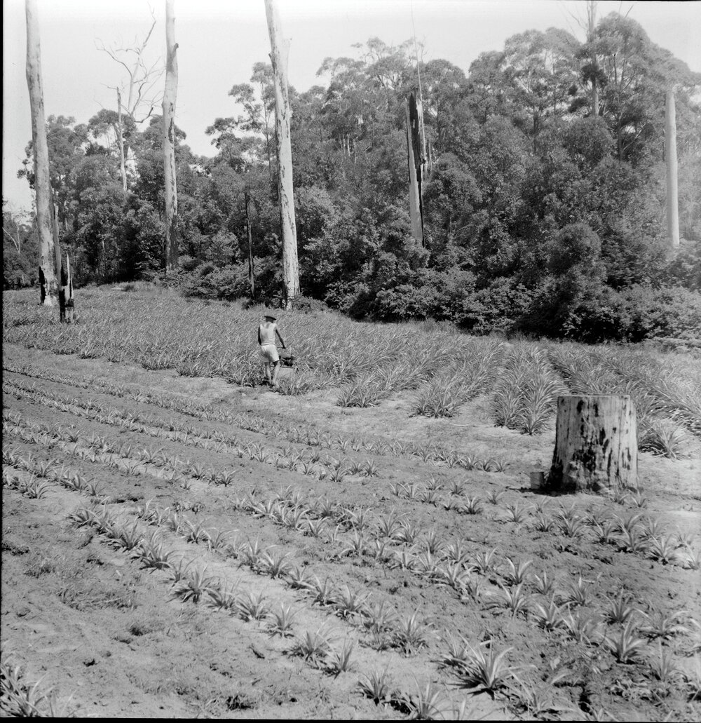 Covey's Pineapple Farm, Cooroy, 1953