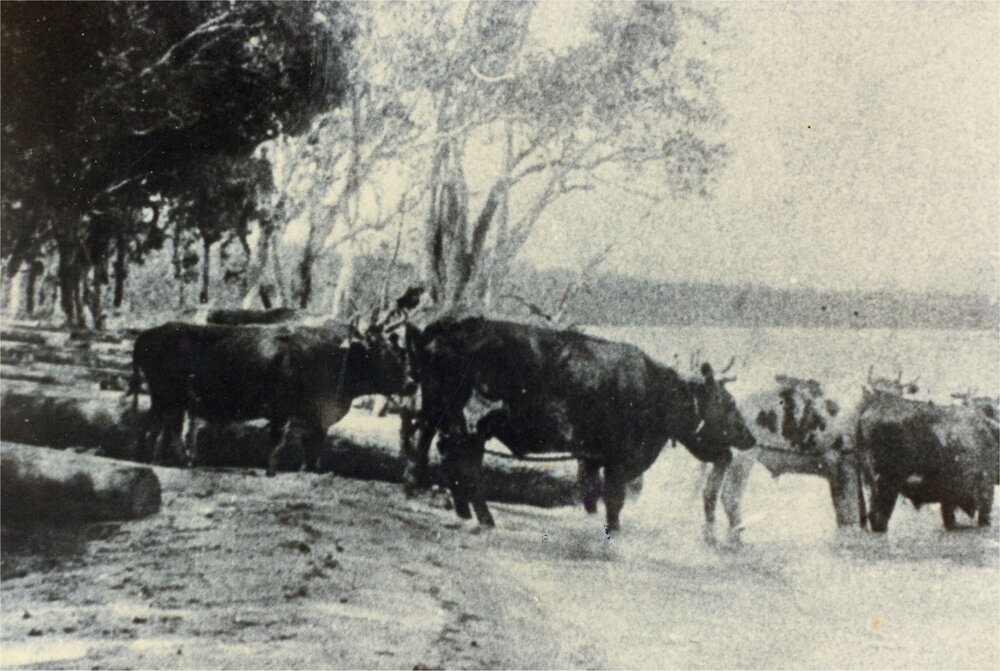 Bullock team, Lake Cootharaba, ca 1910