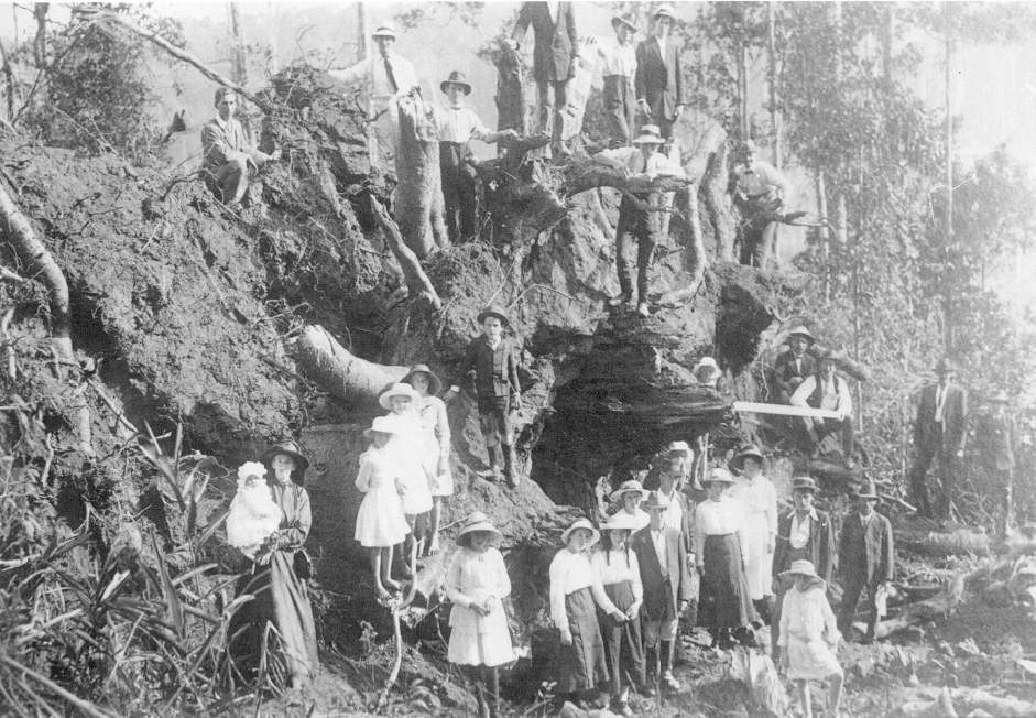 Locals and downed Bell's tree, Cooran, 1918