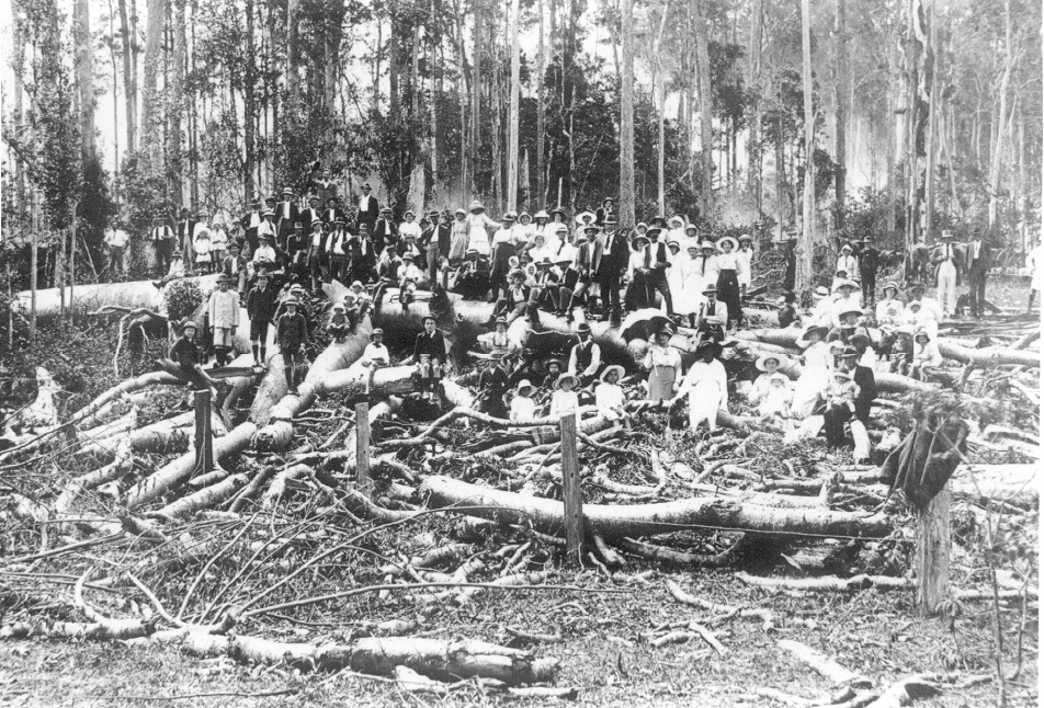 Locals and downed Bell's tree, Cooran, 1918