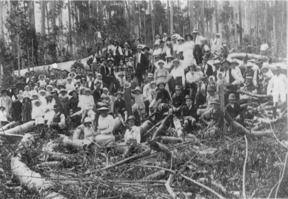 Locals and downed Bell's tree, Cooran, 1918