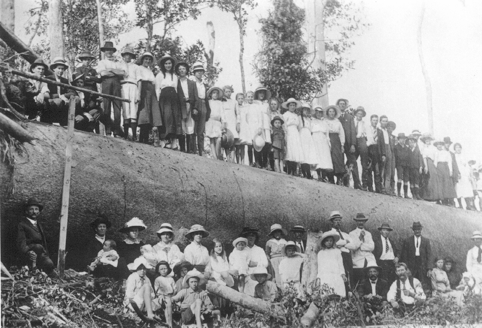 Locals and downed tree, Cooran, 1918