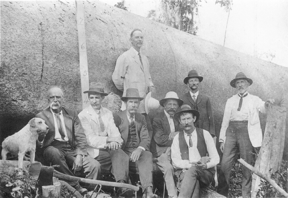 Locals and downed Bell's tree, Cooran, ca 1918
