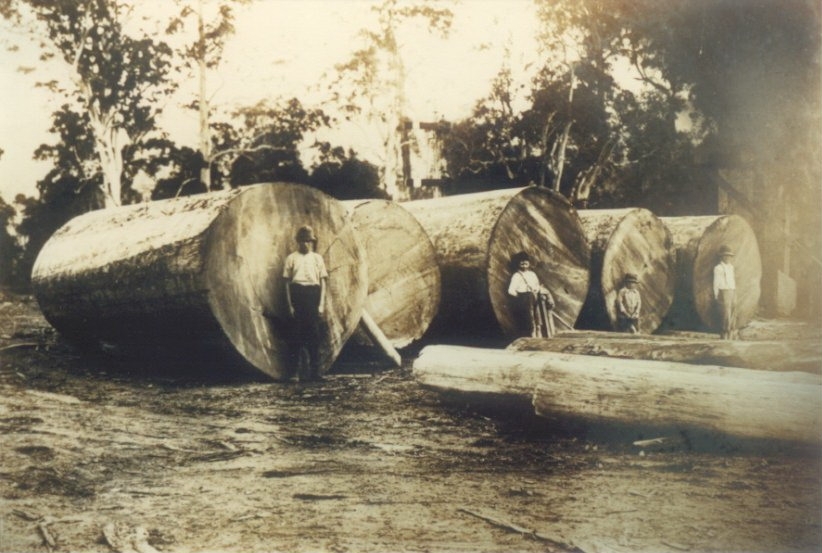 Locals and downed tree, Cooran, 1919