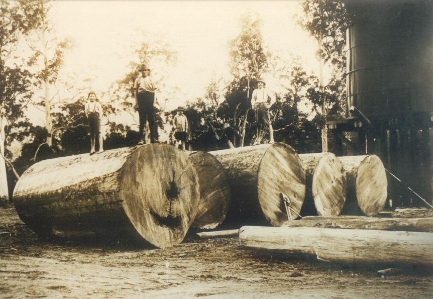 Locals and downed Bell's tree, Cooran, 1919
