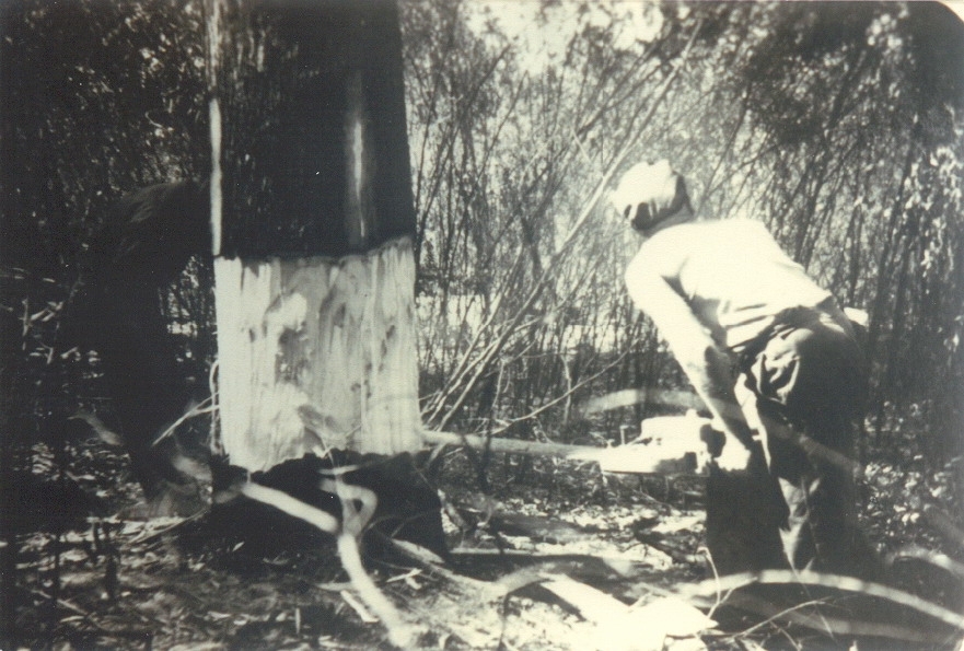 Timbergetting, Jack Hempsall and Ron Thompson, Cooloola, 1950s