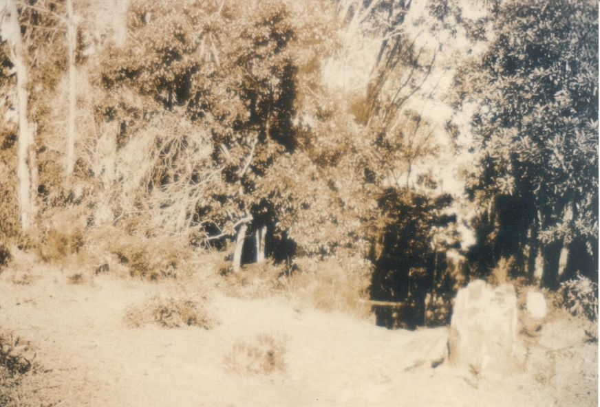 Track to Pederson family home, Boreen Point, 3 July 1929