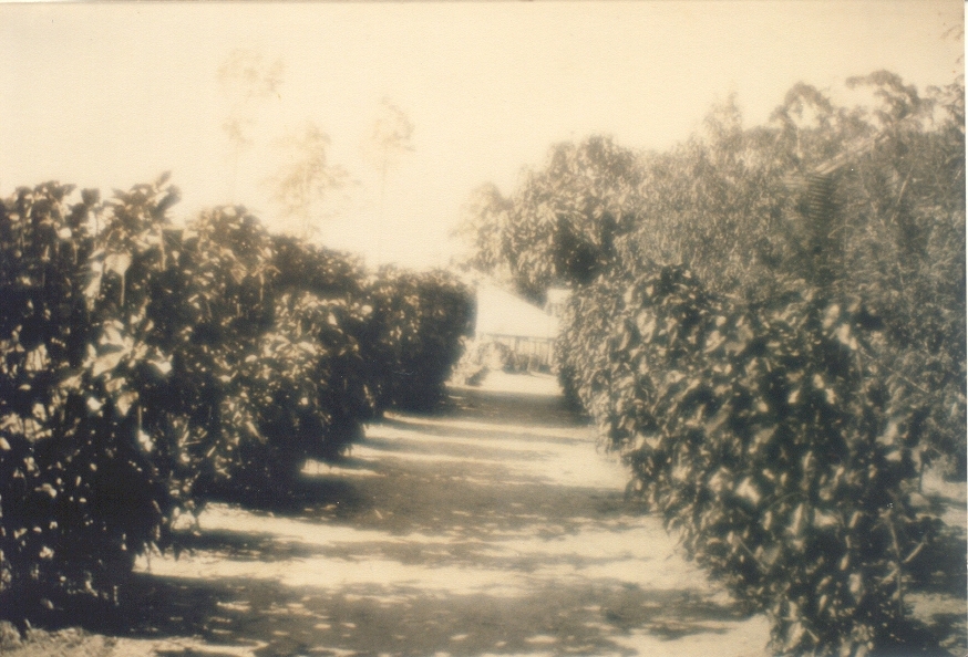 Dwelling and gardens, Pederson Family dwelling, Boreen Point, 1920s