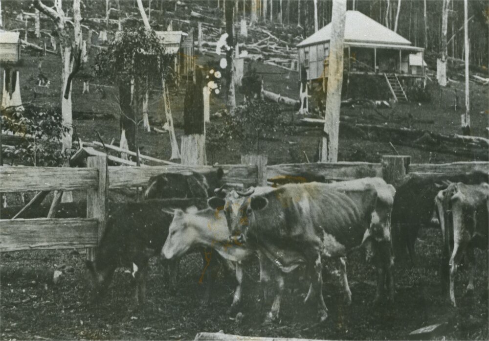 Miller Family dwelling, 'Heatherbelle', Kin Kin, ca 1910