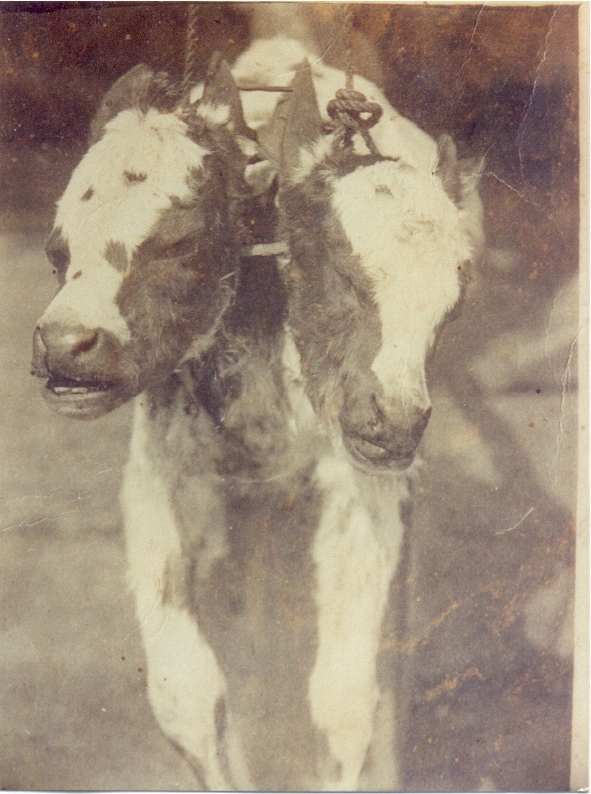 Two headed calf, Miller farm, Moran Group, Kin Kin