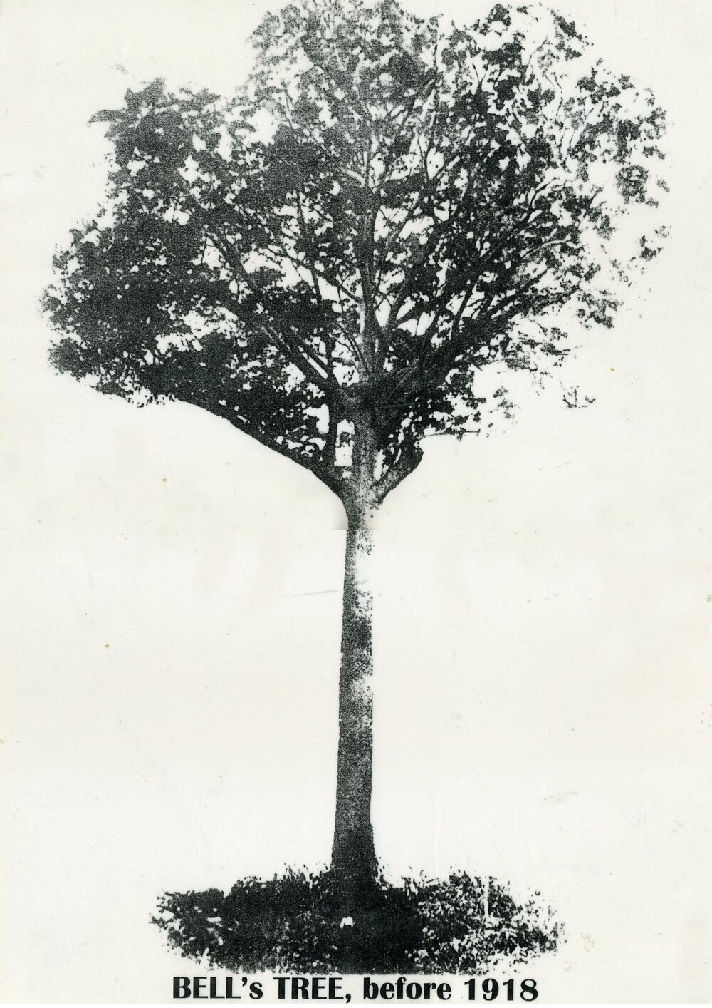 Bell's Tree, Cooran, ca 1918