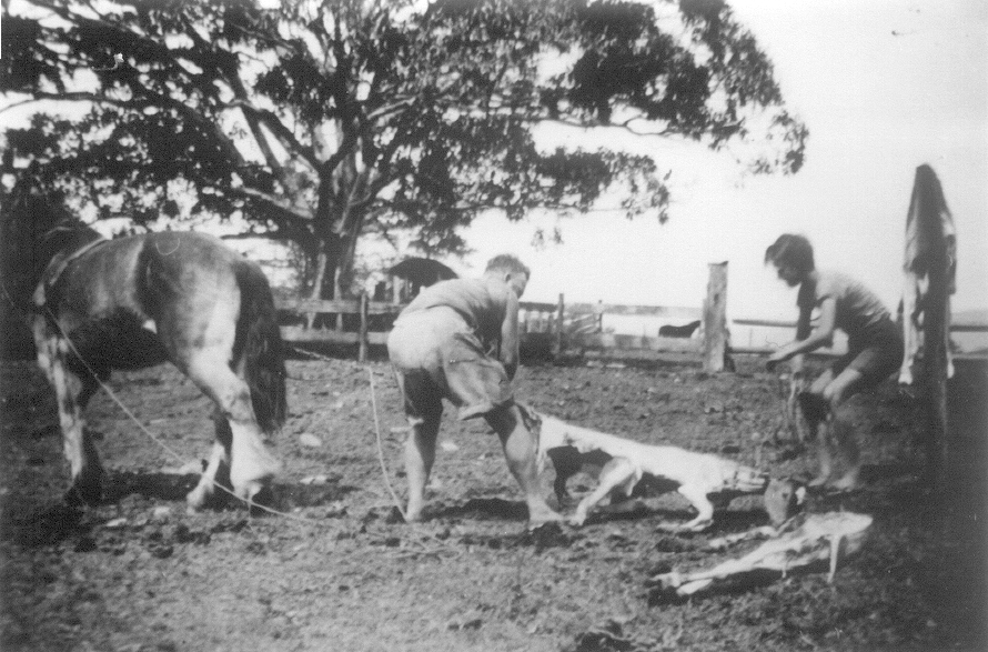 Calf skinning, Kin Kin