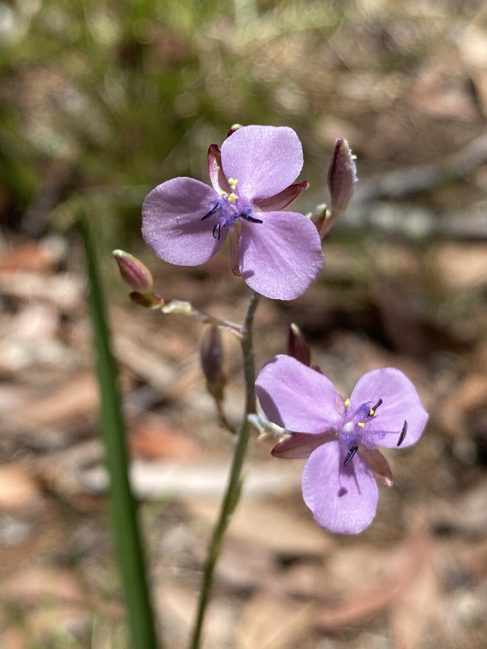 Grass lily, campsite 4, Noosa River,  Great Sandy National Park, Cooloola, 11 December 2025