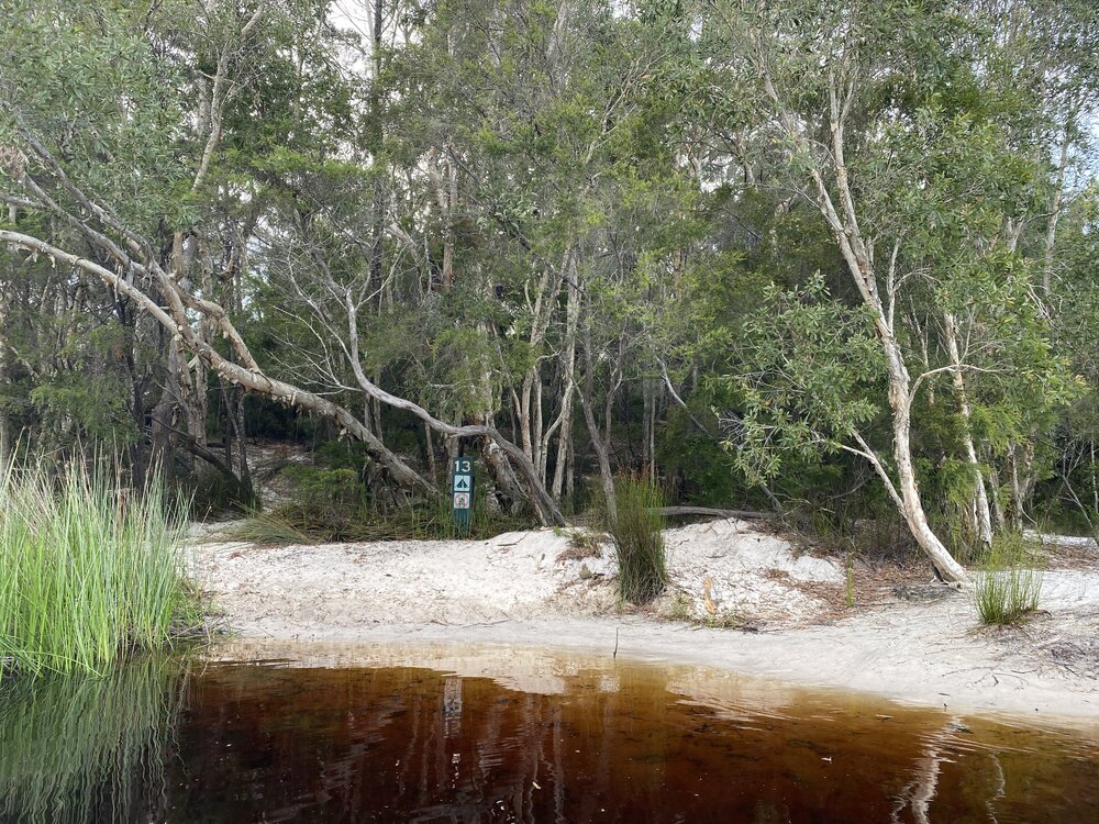 River access, campsite 13, Noosa River,  Great Sandy National Park, Cooloola, 10 December 2025