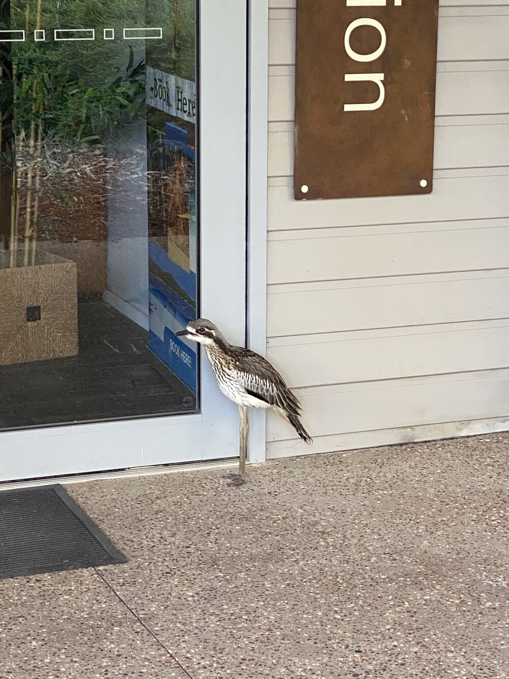 Bush Stone Curlew, Elanda Point, Lake Cootharaba, Como, 9 December 2025