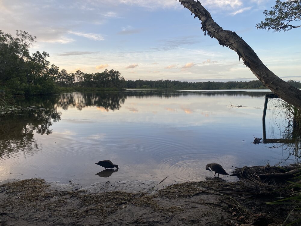 Bird life, Fig Tree Point, Noosa River,  Great Sandy National Park, Como, 11 December 2025