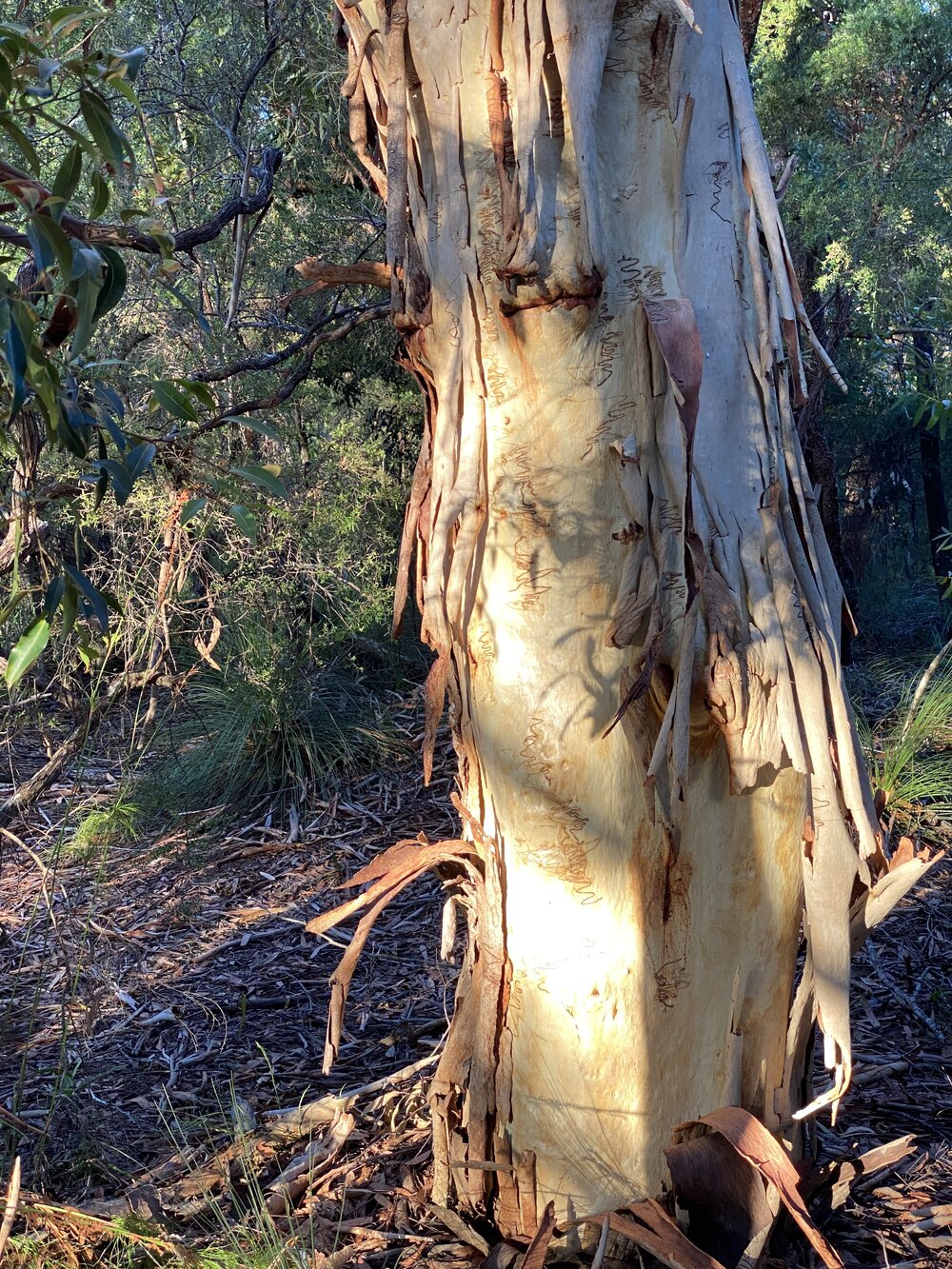 Scribbly gum, campsite 3, Como, 9 December 2025