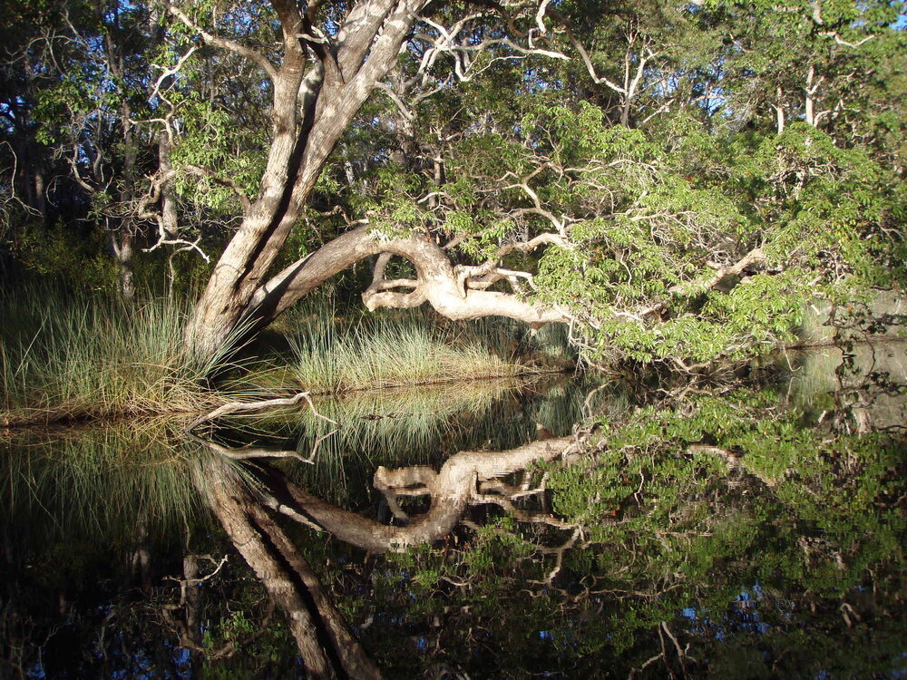 Reflections, Noosa Everglades, Noosa River, Cooloola, 6 May 2007