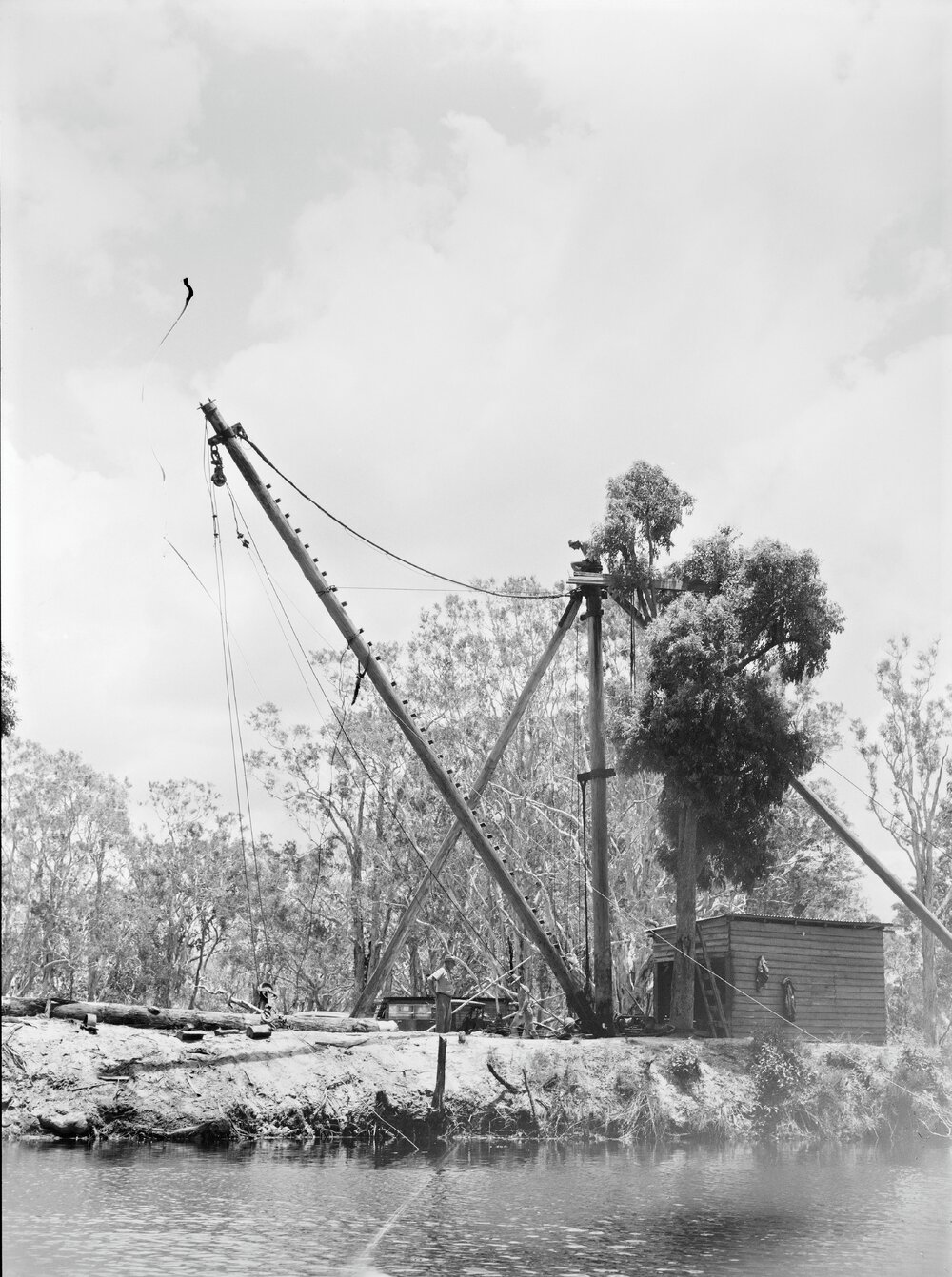 Timber loading crane poles, Noosa North Shore, 1953