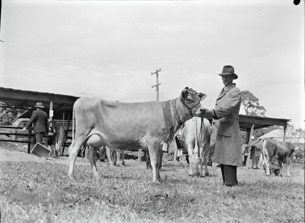 Prize cow, Noosa Show, Pomona Showgrounds, Pomona, 1948