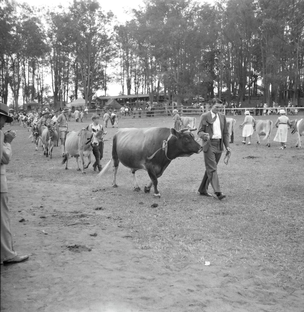 Grand Cattle Parade, Noosa Show, Pomona Showgrounds, Pomona, 1953