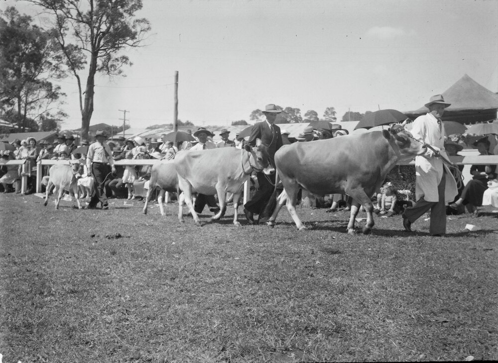 Cattle Parade, Noosa Show, Pomona Showgrounds, Pomona, 1952