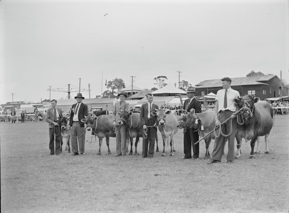 Cattle presentation, Noosa Show, Pomona Showgrounds, Pomona, 1949