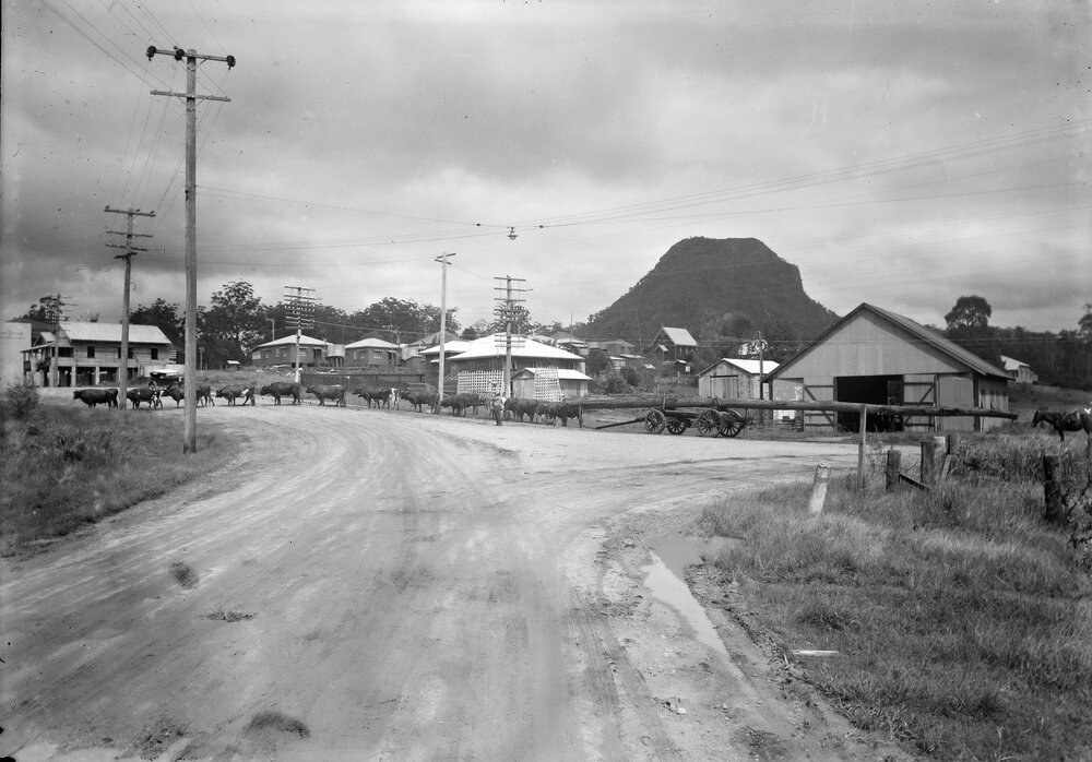 Bullock team, Reserve Street, Pomona,1950