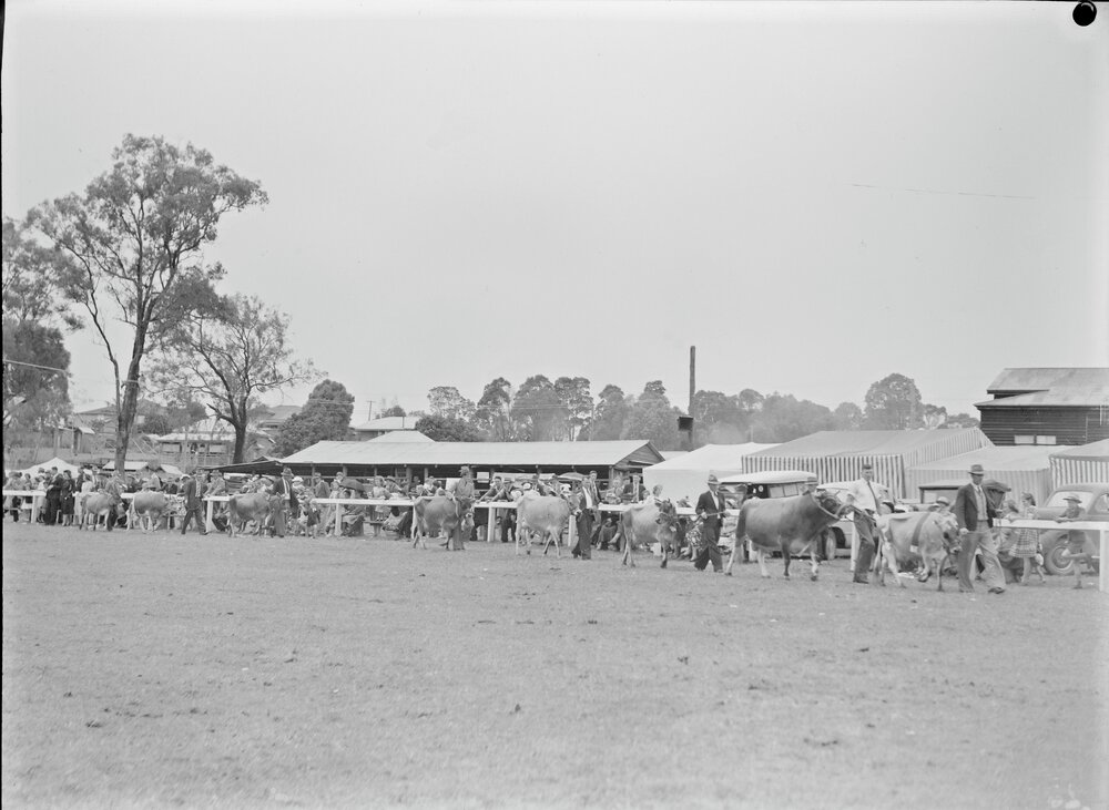 Grand Cattle Parade, Noosa Show, Pomona Showgrounds, Pomona, 1949