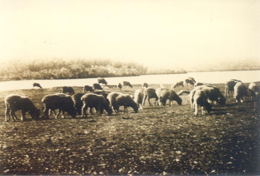 Sheep, on foreshore Noosa River, Tewantin