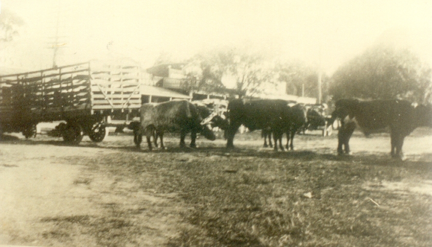 Bullock Team and wagon, Cootharaba, 1931