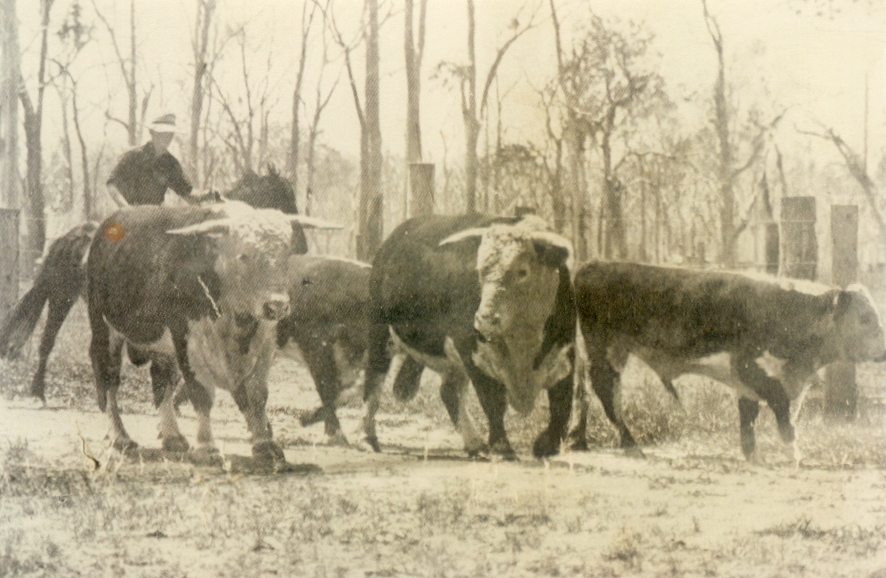Cattle herding, Cootharaba, 1931
