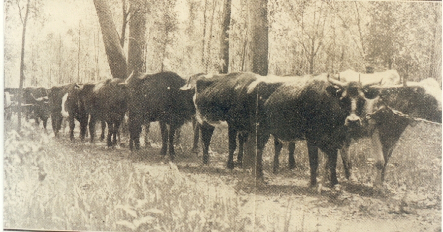 Bullock Team, Cootharaba