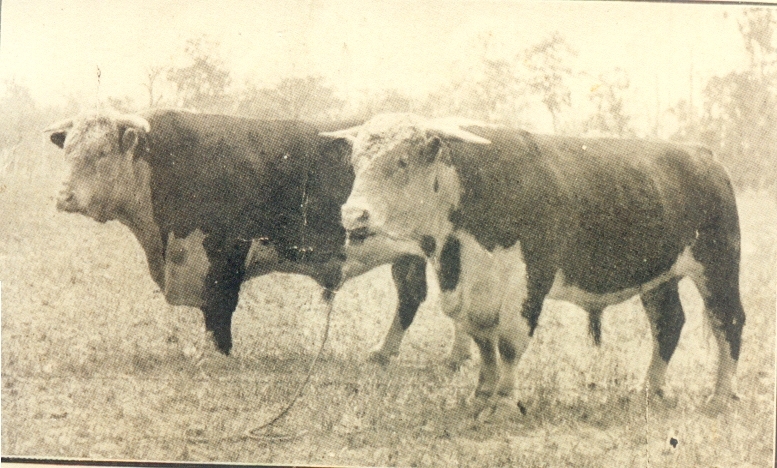 Prize Hereford cattle, 'Local Sportsman' and 'Gold Hill Royal Victory,' Cootharaba, ca 1930s