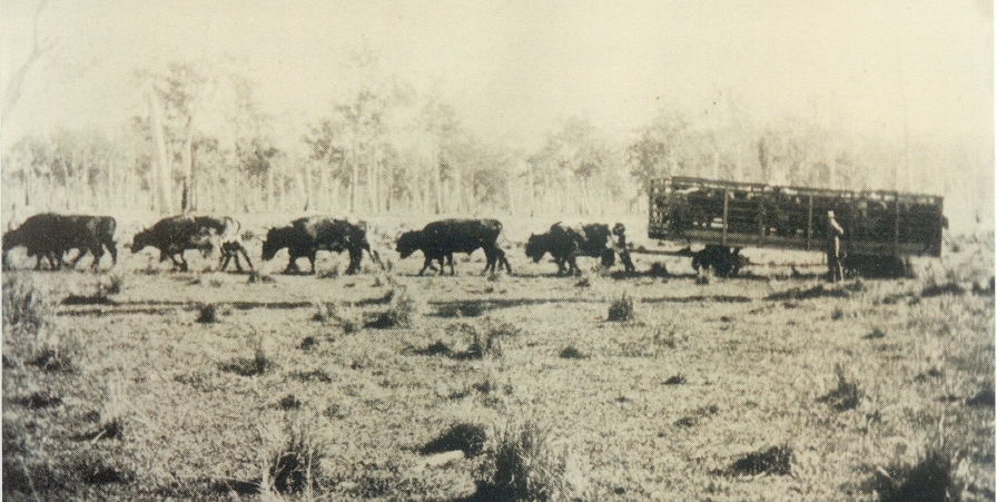 Bullock Team and wagon, Cootharaba, 1931