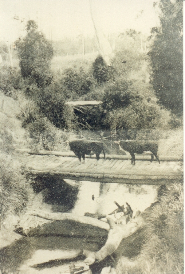 Cattle crossing, possibly Kin Kin Creek, Cootharaba, 1931