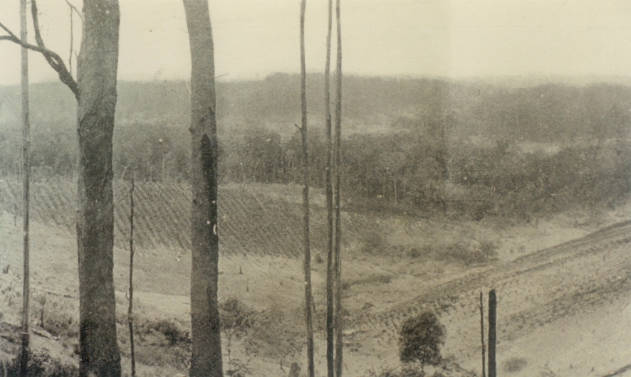 Farmland, Cootharaba Range, Cootharaba, 1931