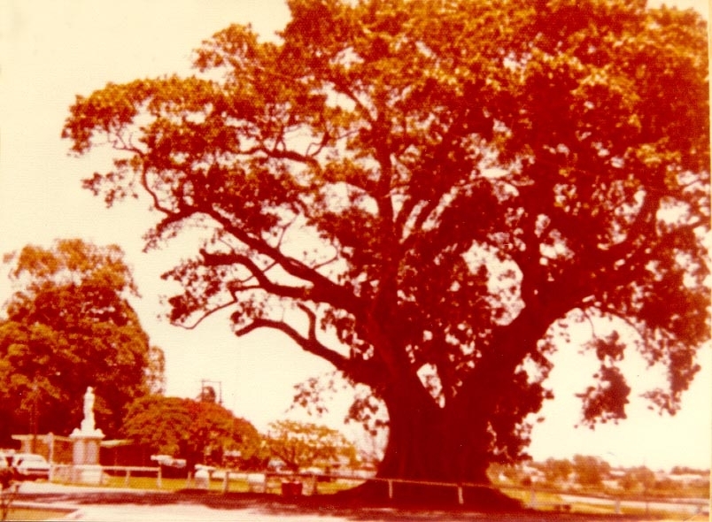 Fig Tree and War Memorial, Remembrance Day, Tewantin, 11 November 1976