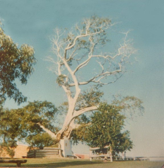 Surviving part of damaged fig tree, Tewantin, 11 August 1985