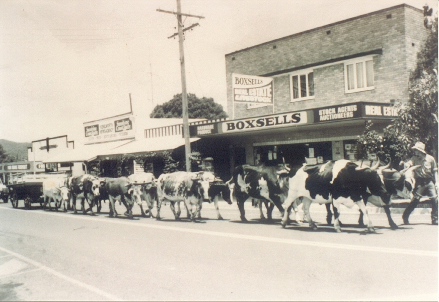 Bob McMurray's bullock train, Kenilworth, 1992