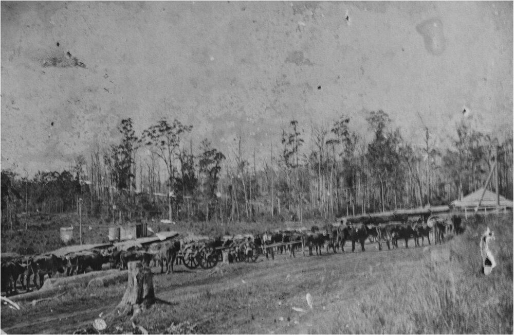 Bullock teams, Pomona Railway goods yard, Pomona, pre 1912
