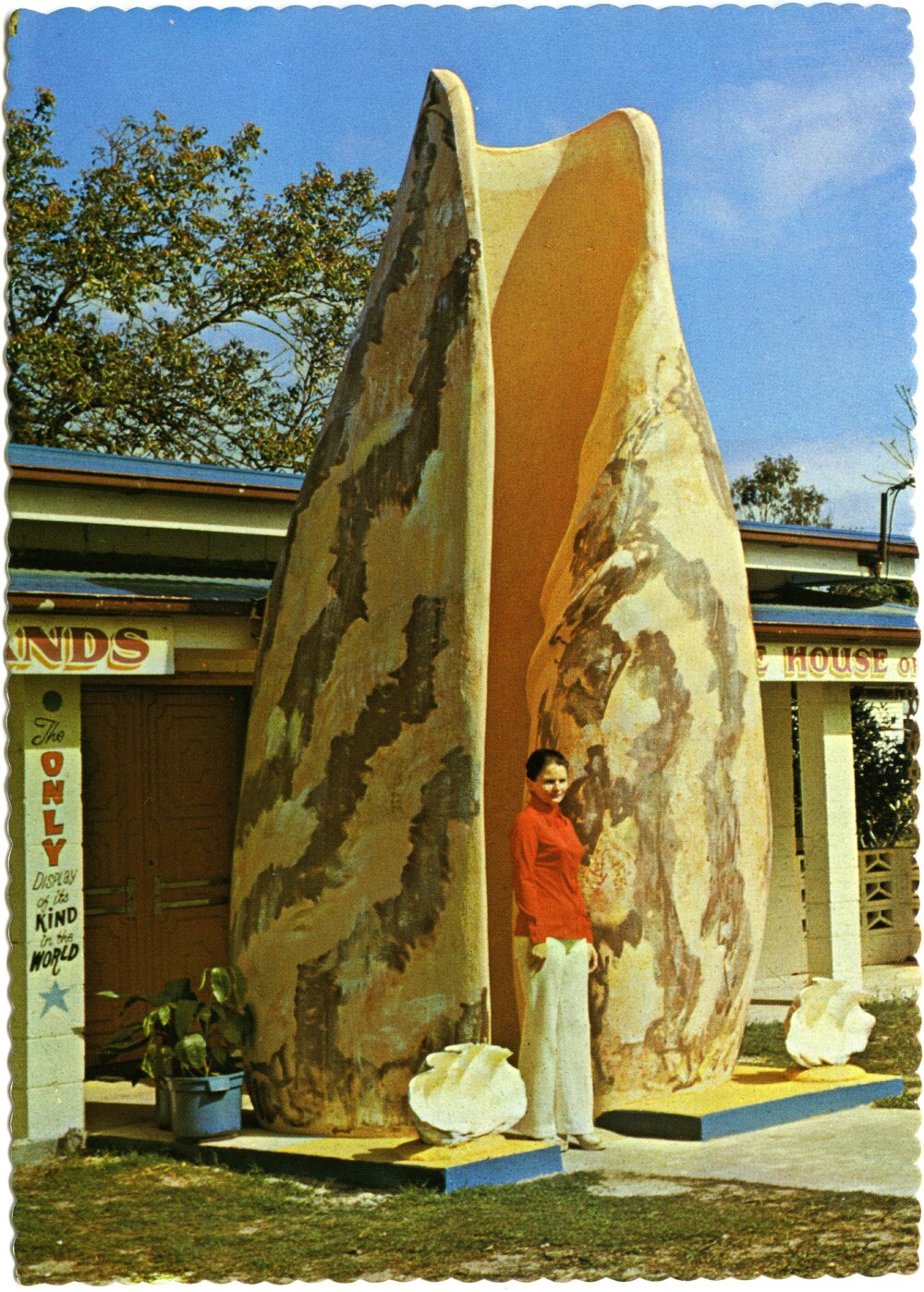 The Big Shell, Tewantin