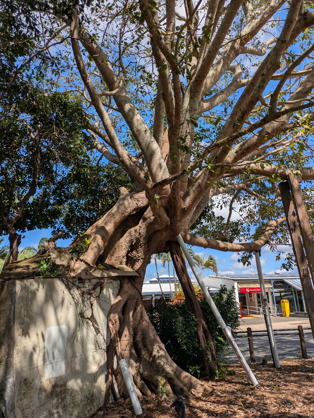 Fig Tree, Tewantin Memorial Park, Tewantin, 1 September 2026