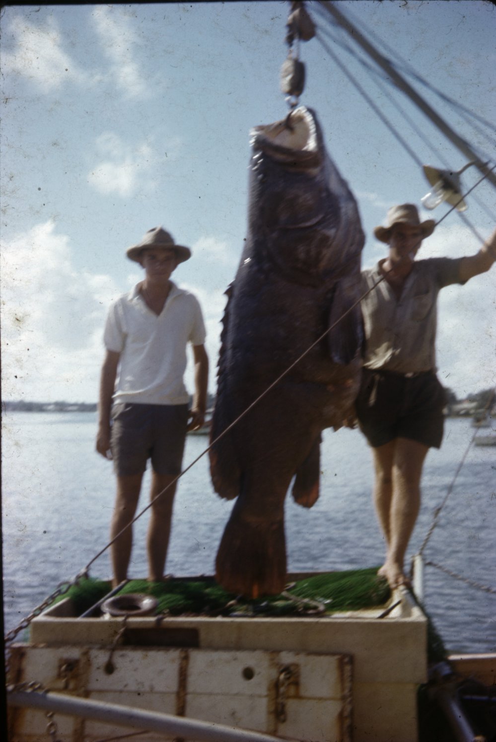 Fishermen with giant grouper, ca 1960s