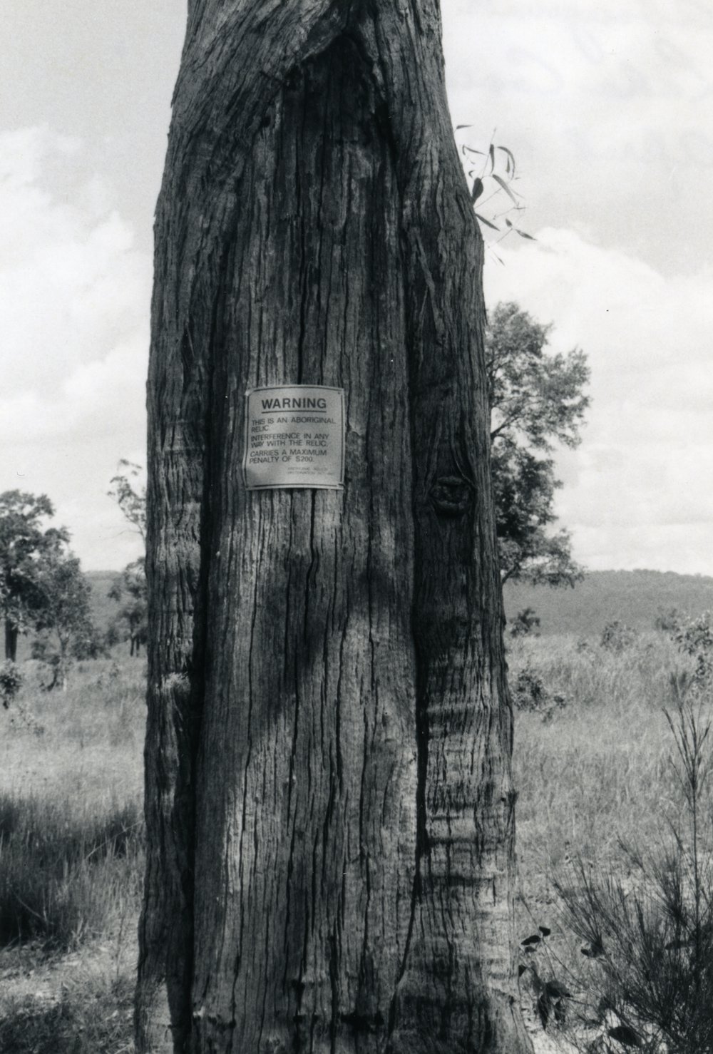 Aboriginal Canoe Tree, Lake Cooroibah Road, Cooroibah, April 1977