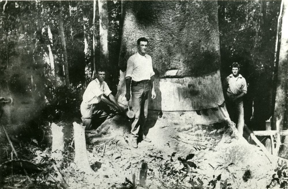Alan Neal and Charlie Ball Snr (r-l) felling a giant Kauri, Mt Cooroy, ca 1912